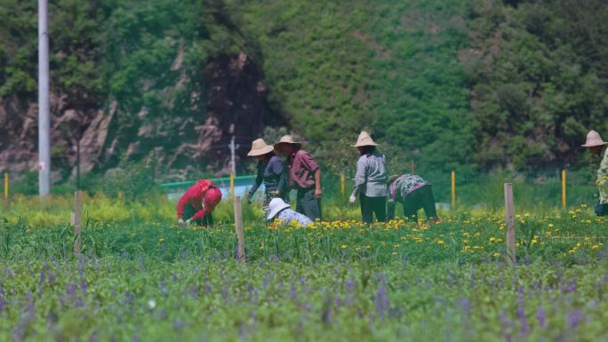 农民种菊花空镜1