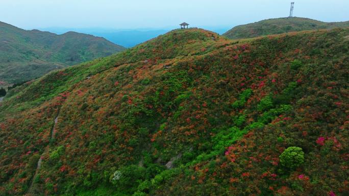 浏阳大围山杜鹃花海航拍