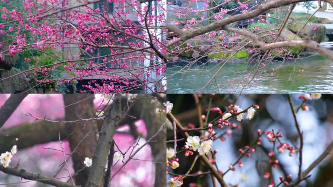 植物园公园梅花花朵开花春天风景视频素材9