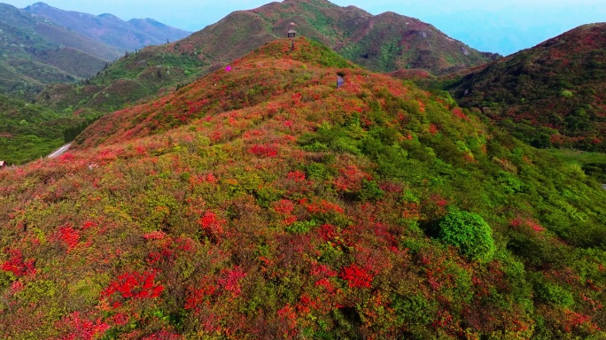 浏阳大围山杜鹃花海航拍