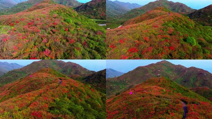 浏阳大围山杜鹃花海航拍