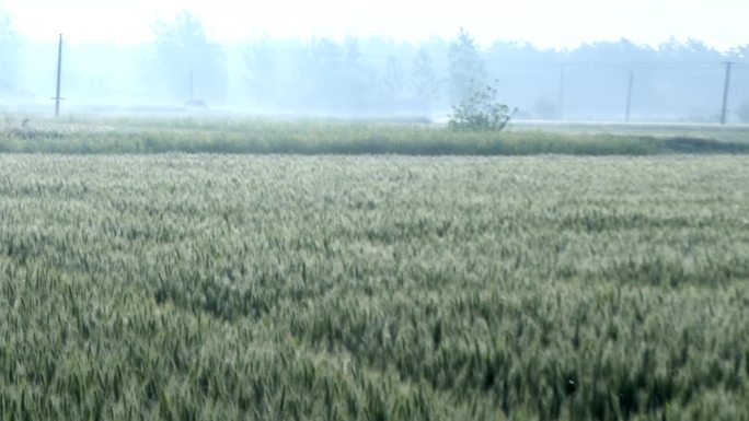 早晨麦田 小麦抽穗扬花期 麦穗 麦植倒伏