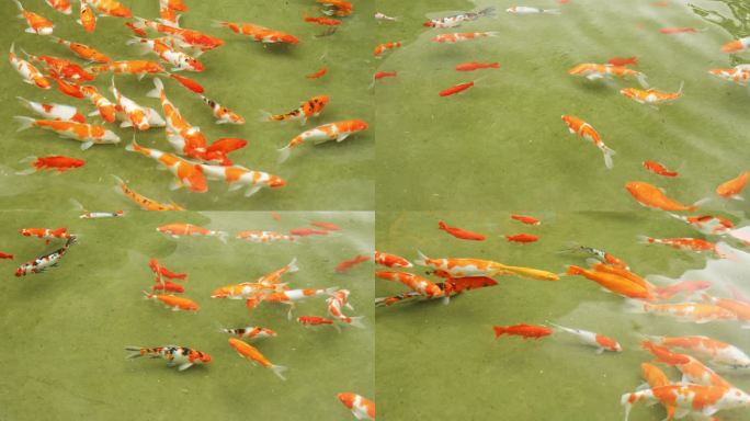 池塘金鱼 锦鲤 红鲤鱼