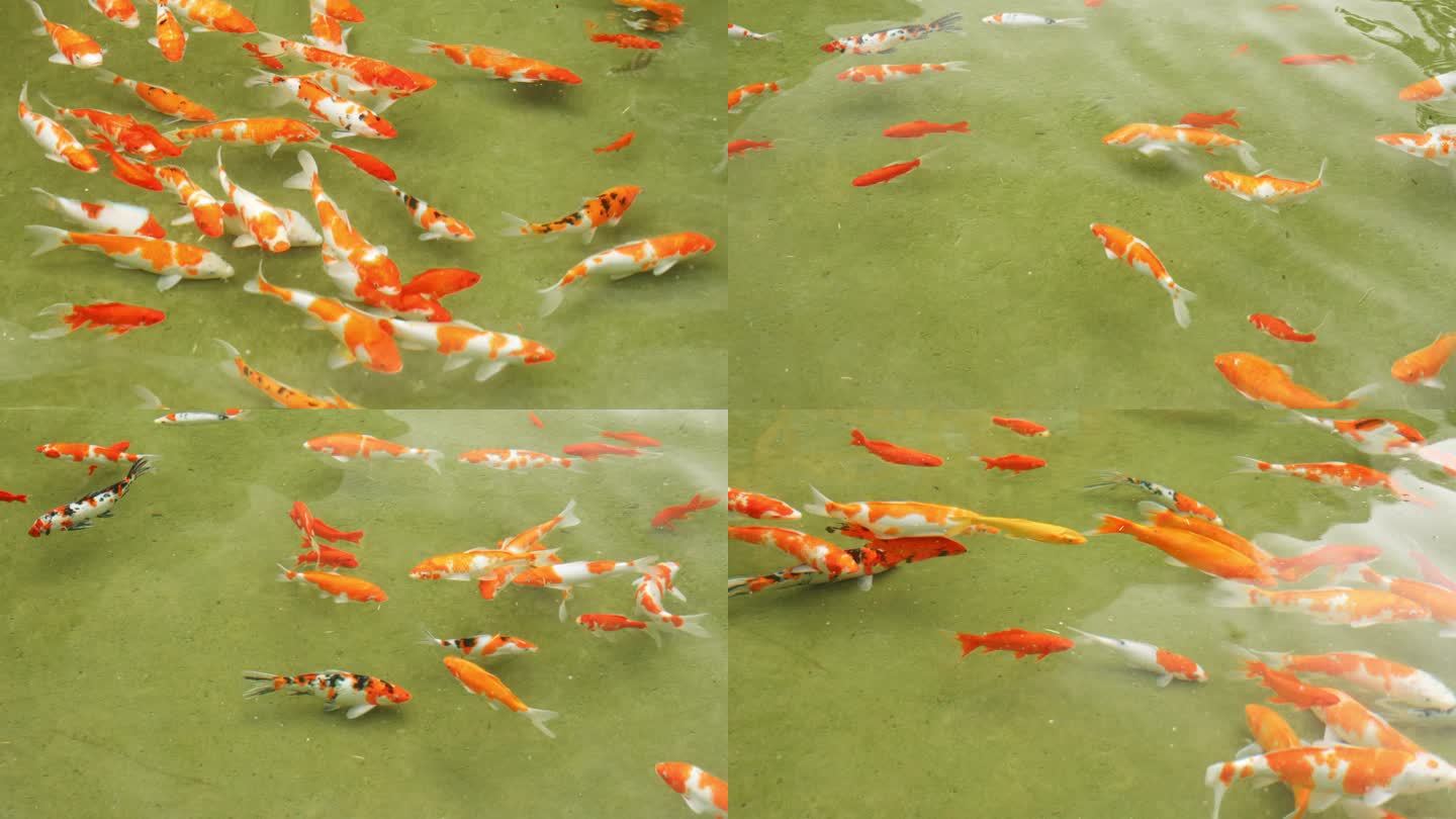 池塘金鱼 锦鲤 红鲤鱼