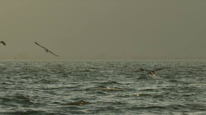 斑头雁在湖面上飞翔