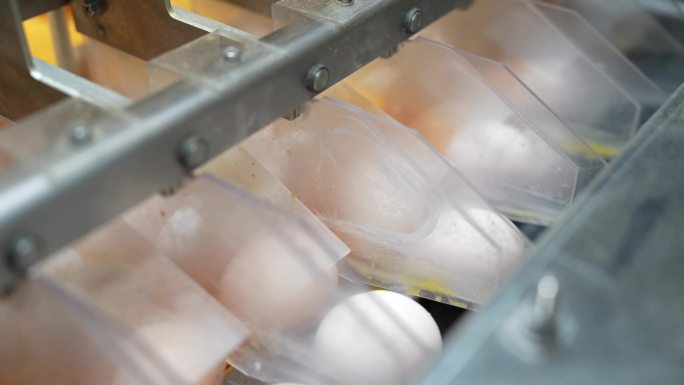 鸡蛋 鸡蛋生产线 新鲜鸡蛋