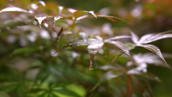 雨滴落在的枫叶慢镜头
