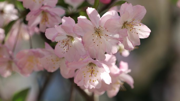 唯美樱花盛开粉色春暖花开