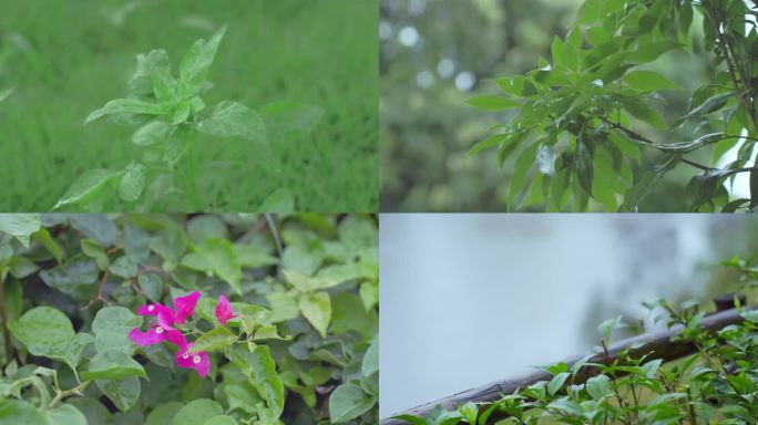 4k春雨春分谷雨唯美绿植风光空镜