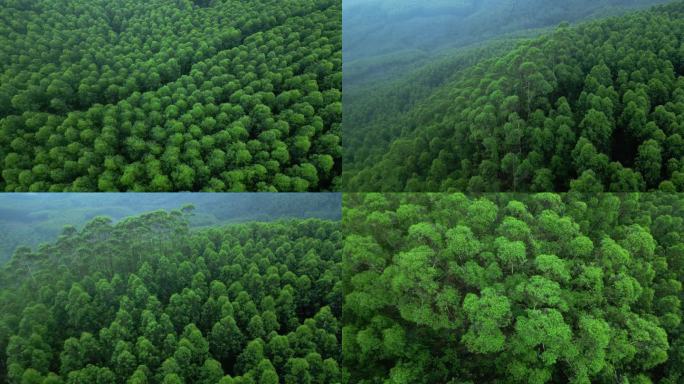 绿色风景航拍森林树林