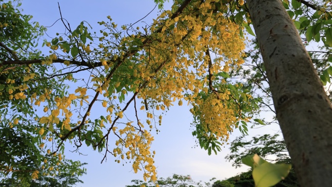 公园景观绿化树：腊肠树、金链花