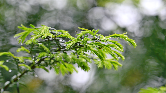 桢楠王公园云峰寺雨景唯美雨意禅意