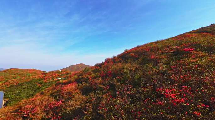 穿越机拍摄浏阳大围山杜鹃花海