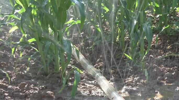 玉米 大田种植 拔节期 浇水 水管微喷