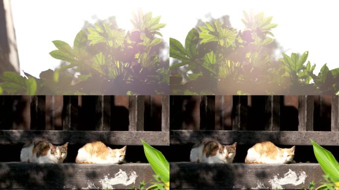 阳光下的猫 慵懒的猫 晒太阳 花猫 4k