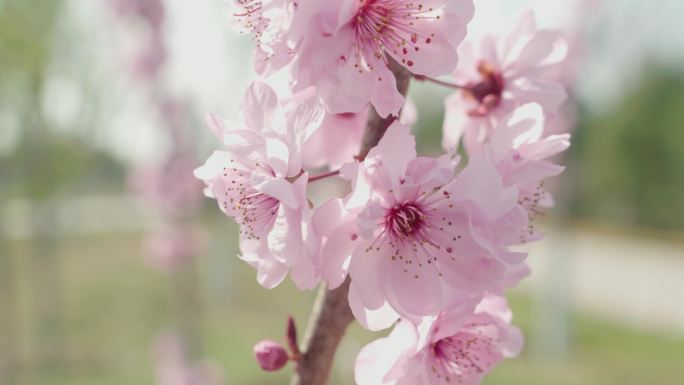 桃花碧桃春花盛开