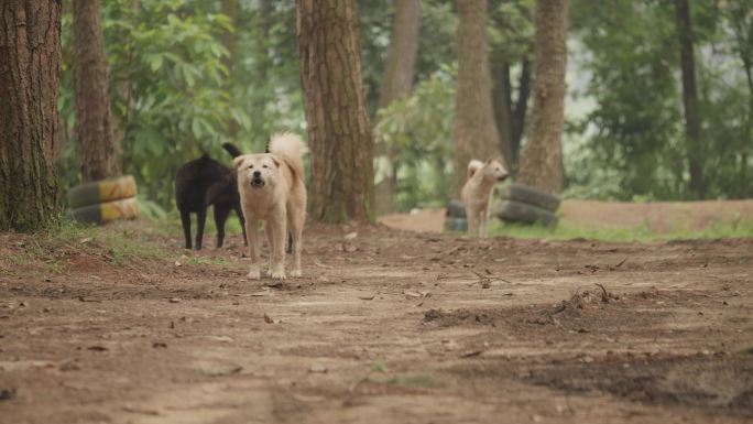 犬吠狗叫中华田园犬一群狗森林流浪狗