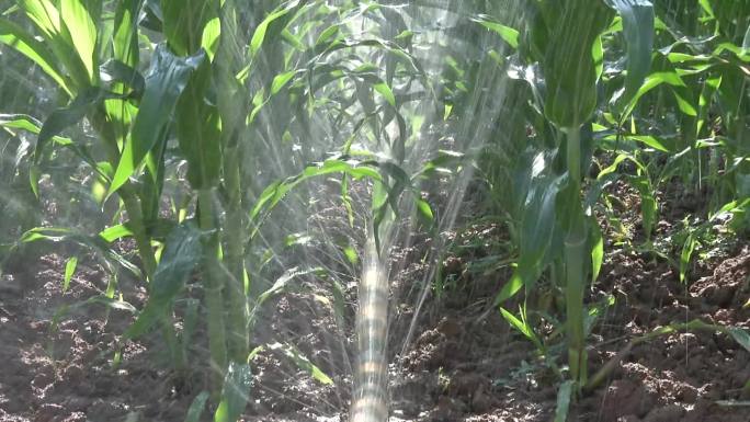 玉米 大田种植 拔节期 浇水 水管微喷