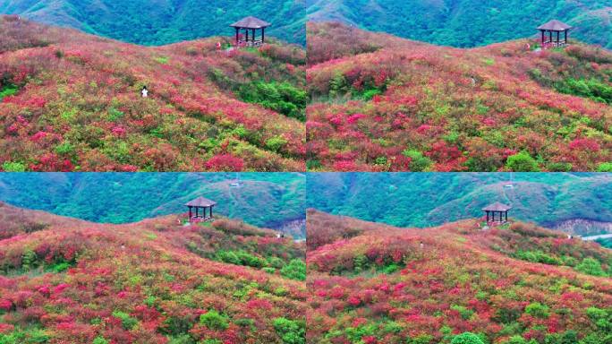 浏阳大围山杜鹃花海航拍