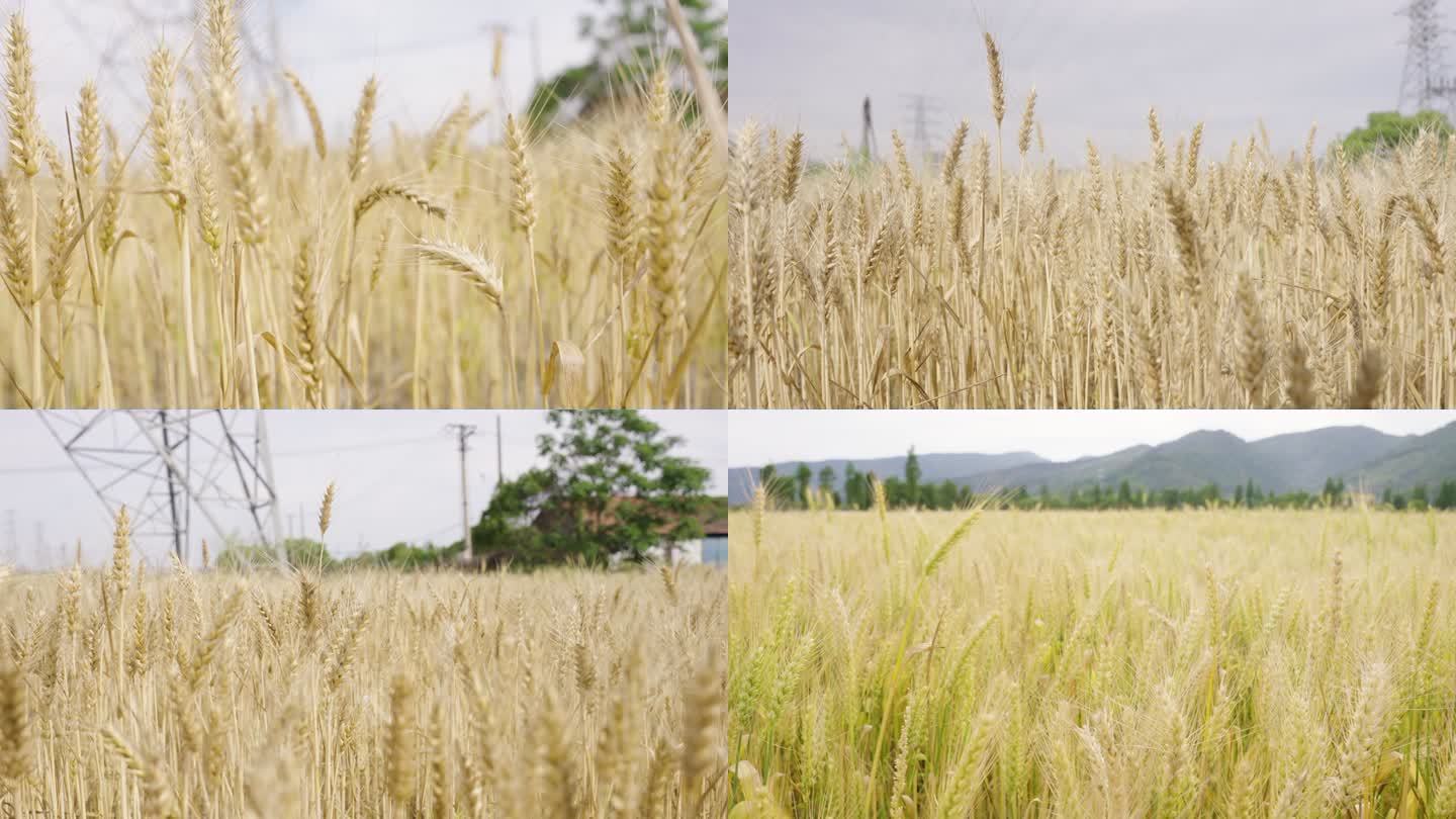小麦麦穗丰收农作物农业 粮食 三农