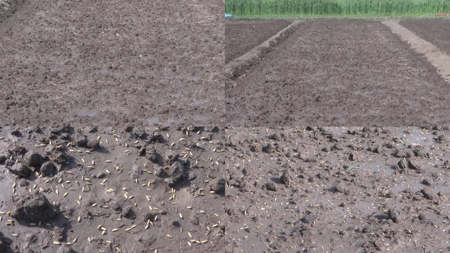 水稻稻种 苗床 育秧田 撒播 床面的种子