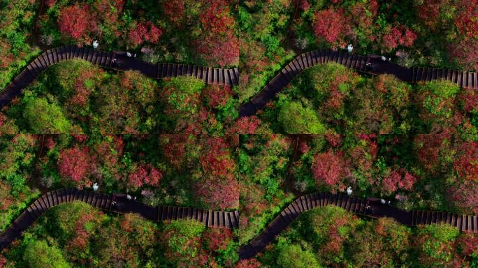 浏阳大围山杜鹃花海航拍