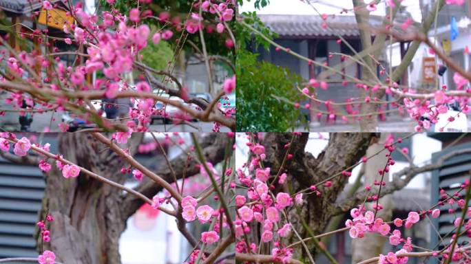 杭州植物园灵峰探梅梅花开了风景视频素材4