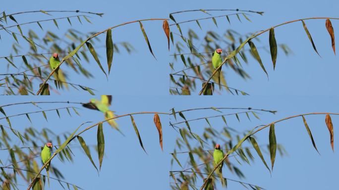 珍稀鸟类花头鹦鹉竹子上鸣叫声音