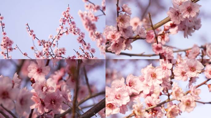 春天春暖花开美人梅梅花合集