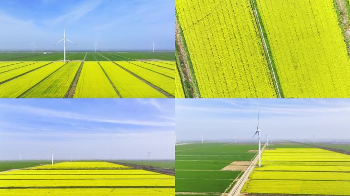 【4K】农场大面积油菜花航拍  逆光特写