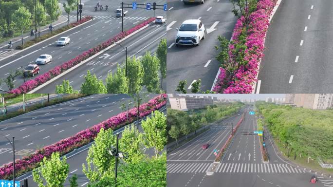 月季花 道路 丁兰 杭州 航拍