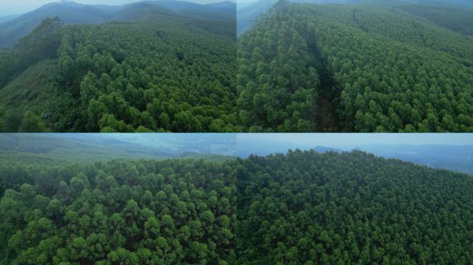 树林绿树航拍风景大自然山林桉树经济林