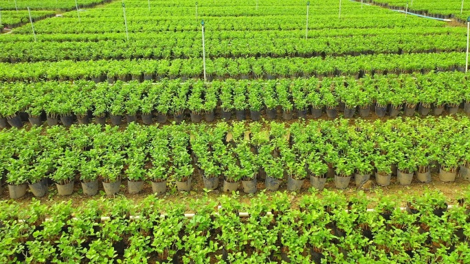 横县 中华茉莉园 茉莉花种殖园 茉莉花地