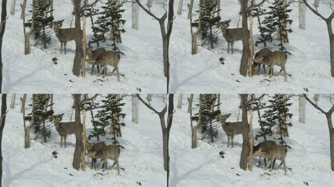 伊佐梅花鹿在冬天吃树皮