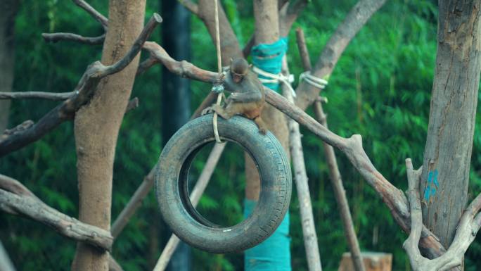 4K 武汉动物园 猴子 跳跃 西游记