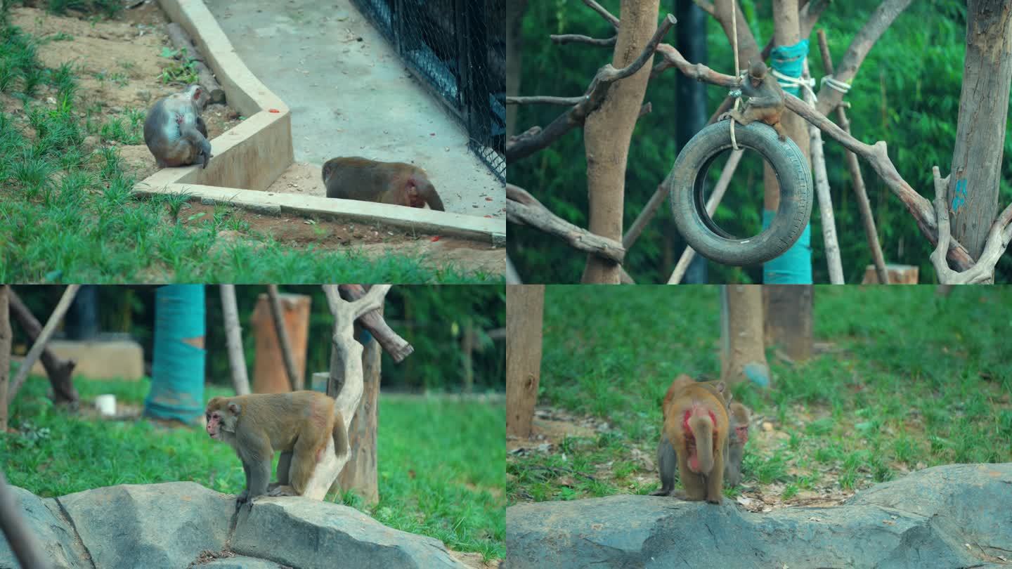 4K 武汉动物园 猴子 跳跃 西游记