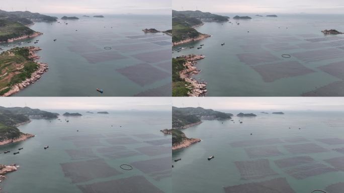 紫菜养殖大面积紫菜海边紫菜养殖基地