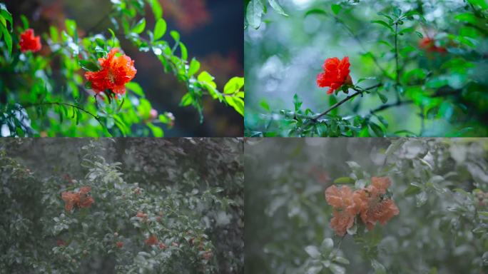 雨后石榴花