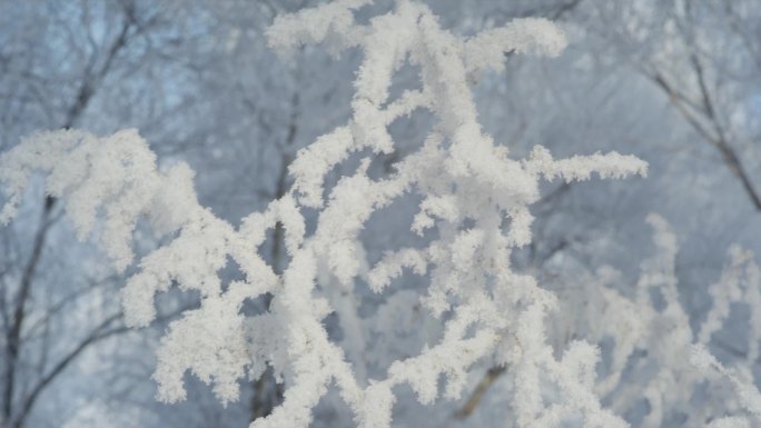 雾凇 雾气