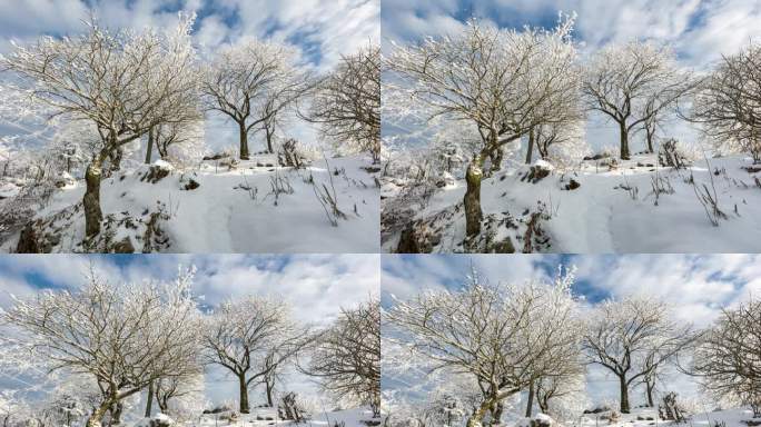 大雪荒树光影变化素材