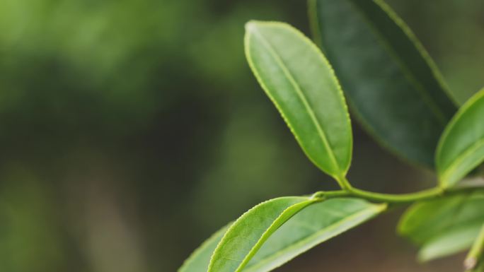 雨中茶叶绿茶春茶