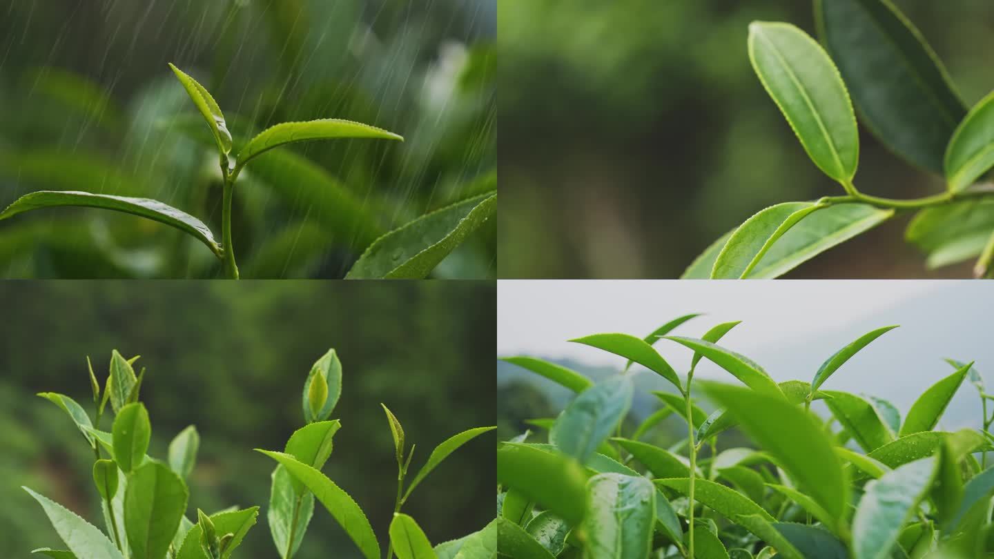 雨中茶叶绿茶春茶