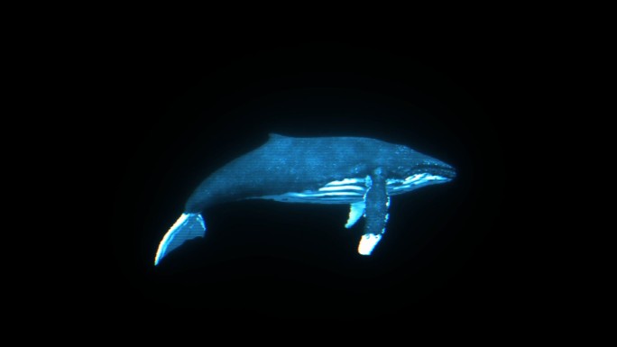 鲸鱼全息动画通道素材