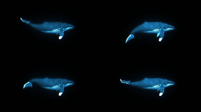 鲸鱼全息动画通道素材