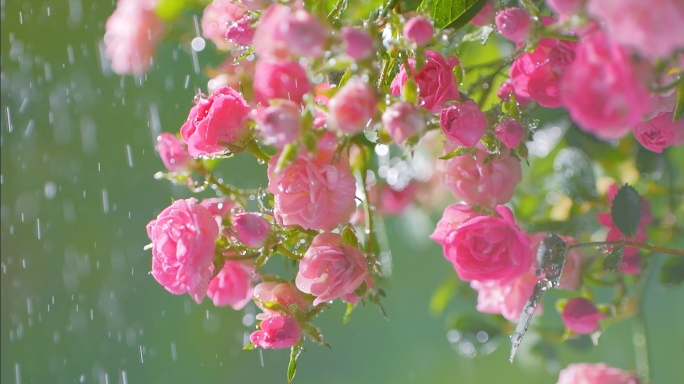 唯美月季花蔷薇花下雨鲜花治愈系