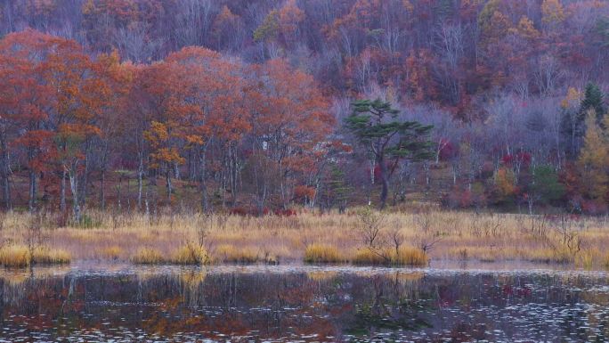 秋天的Kannon-Numa池塘