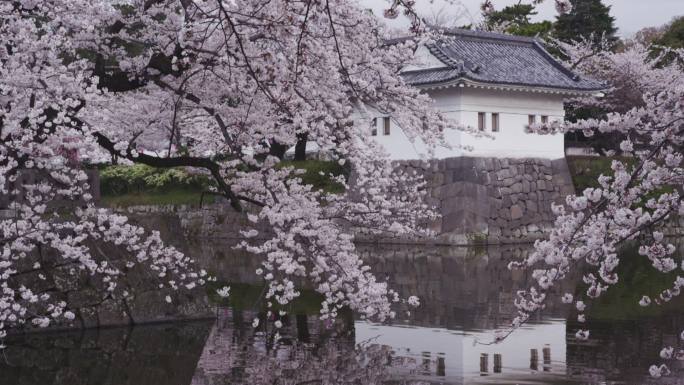 小田原城堡公园的樱花