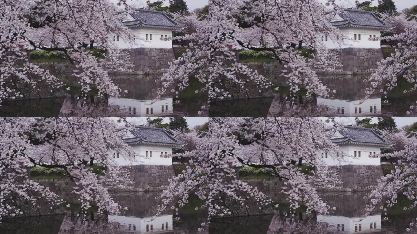 小田原城堡公园的樱花
