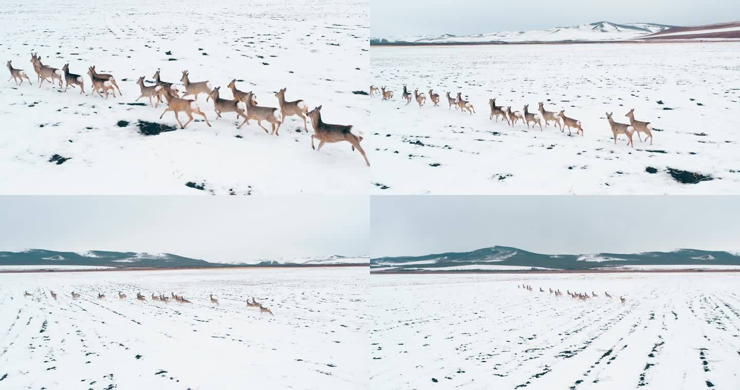大兴安岭狍子奔跑矮鹿野生动物冬天