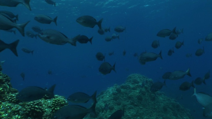 在日本小笠原，一群鱼在水下游泳